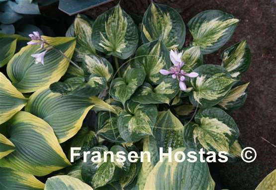 Hosta Midnight at the Oasis